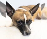 Small #15 Rat Terrier Mix
