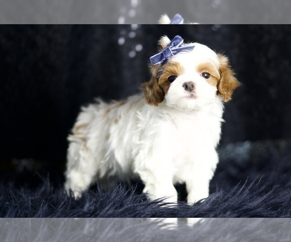 Medium Photo #5 Maltipoo Puppy For Sale in WARSAW, IN, USA