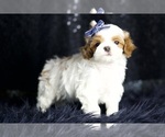 Small #4 Maltipoo