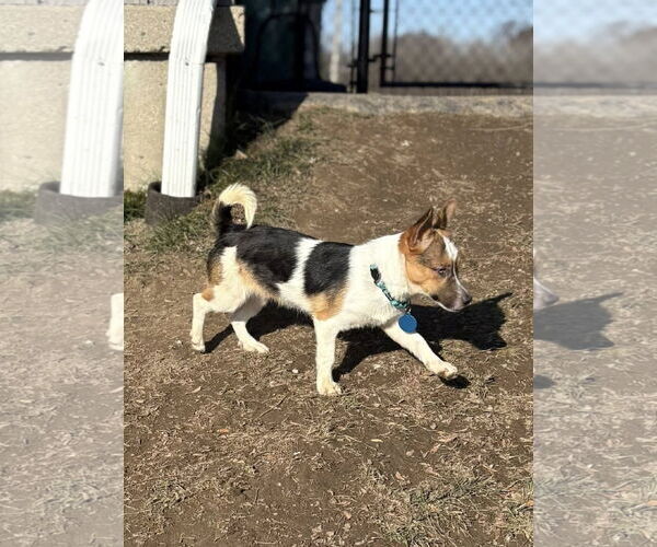 Medium Photo #3 Mutt Puppy For Sale in Rochester, NY, USA