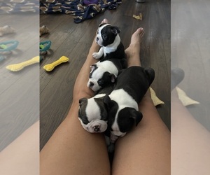 Boston Terrier Litter for sale in OGDEN, UT, USA