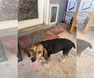 Medium Beagle