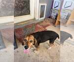 Small Beagle