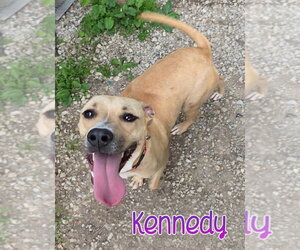 Mutt Dogs for adoption in Port Clinton, OH, USA