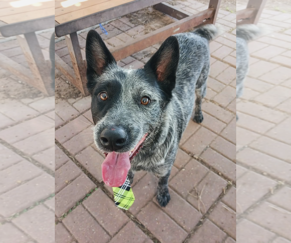 Medium Photo #1 Mutt Puppy For Sale in Kankakee, IL, USA