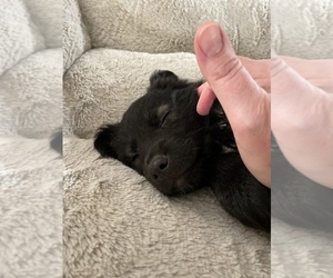 Australian Shepherd Puppy for sale in JEFFERSONTOWN, KY, USA