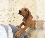 Small Photo #128 Rhodesian Ridgeback Puppy For Sale in MORONGO VALLEY, CA, USA