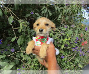 Chihuahua-Unknown Mix Dogs for adoption in San Diego, CA, USA