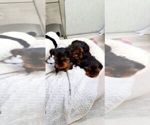 Yorkshire Terrier Puppy for sale in Toronto, Ontario, Canada