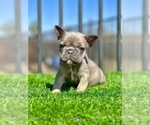 Small #11 French Bulldog