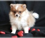 Small Photo #3 Pomeranian Puppy For Sale in ROCK VALLEY, IA, USA