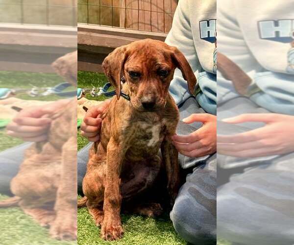 Medium Photo #8 Boxador Puppy For Sale in New York, NY, USA