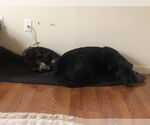 Small #4 Labrador Retriever