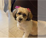 Small #2 Shih Apso