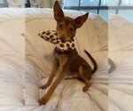 Small Photo #2 Miniature Pinscher-Unknown Mix Puppy For Sale in Tomball, TX, USA