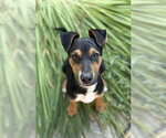 Small #1 Mutt