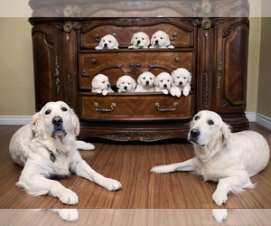 Father of the Golden Retriever puppies born on 11/20/2019