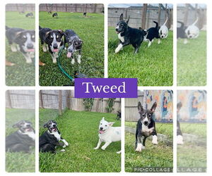 Great Pyrenees-Unknown Mix Dogs for adoption in Dumont, NJ, USA