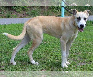 Siberian Husky-Unknown Mix Dogs for adoption in Prattville, AL, USA