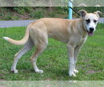 Small Siberian Husky Mix