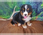 Small Photo #7 Bernese Mountain Dog Puppy For Sale in PEYTON, CO, USA