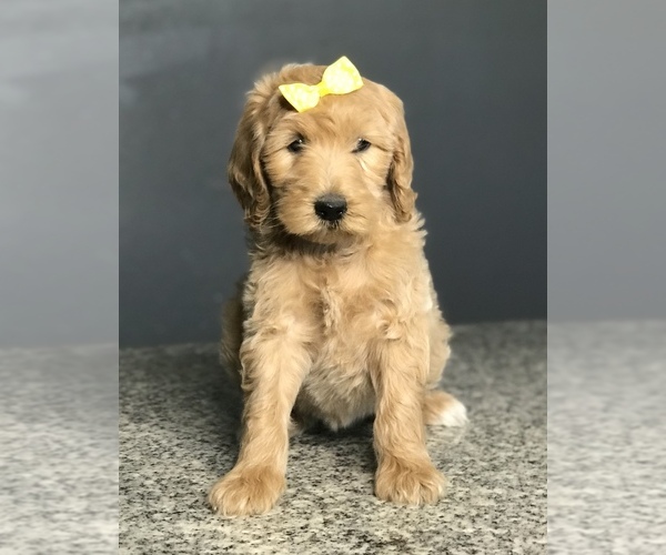 Medium Photo #8 Goldendoodle-Poodle (Standard) Mix Puppy For Sale in PORTERVILLE, CA, USA