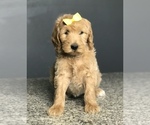 Small Photo #8 Goldendoodle-Poodle (Standard) Mix Puppy For Sale in PORTERVILLE, CA, USA