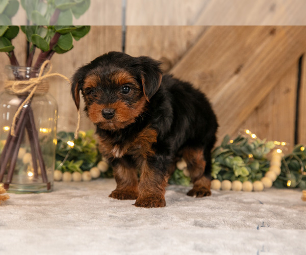 Medium Photo #3 Yorkshire Terrier Puppy For Sale in GREENWICH, OH, USA
