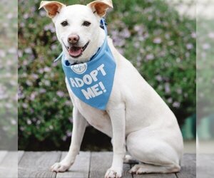 Labrador Retriever-Unknown Mix Dogs for adoption in Pacific Grove, CA, USA