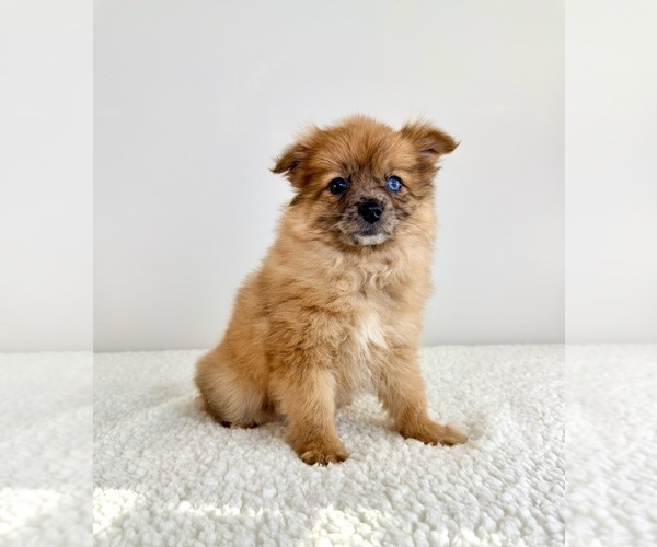 Medium Photo #3 Pomeranian Puppy For Sale in GREENFIELD, IN, USA