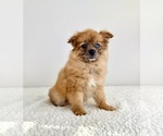 Small #2 Pomeranian