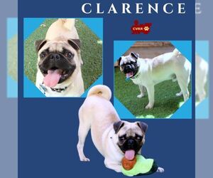 Pug Dogs for adoption in Lindsay, CA, USA