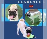 Small Pug