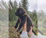 Small Photo #4 Mastador Puppy For Sale in PHILIPSBURG, MT, USA