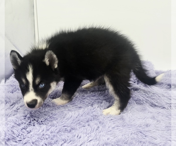 Medium Photo #5 Siberian Husky Puppy For Sale in SANDY HOOK, KY, USA