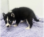 Small #4 Siberian Husky