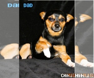 Father of the Chihuahua puppies born on 07/06/2025