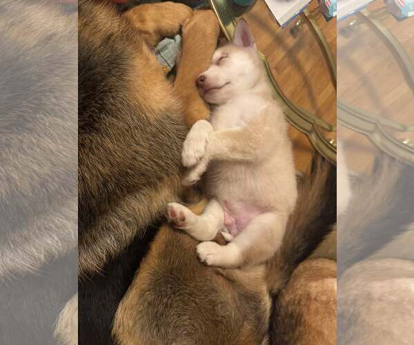 Medium Photo #19 Siberian Husky Puppy For Sale in Gretna, NE, USA