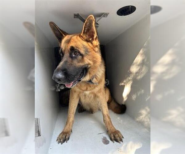 Medium Photo #1 German Shepherd Dog Puppy For Sale in Houston, TX, USA