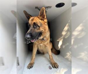 German Shepherd Dog Dogs for adoption in Houston, TX, USA
