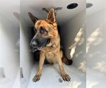 Small German Shepherd Dog