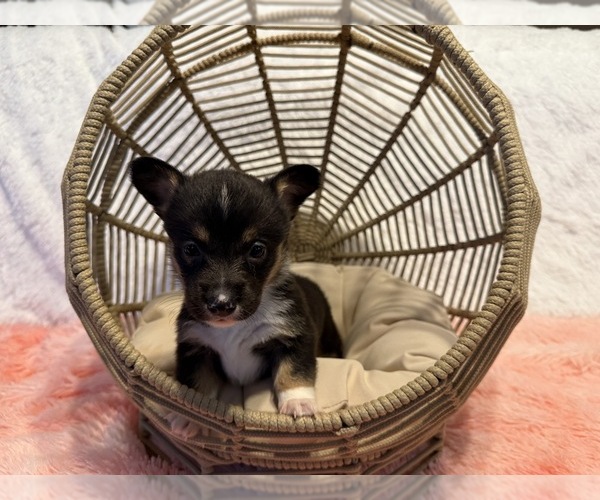 Medium Photo #1 American Corgi Puppy For Sale in CANAL WINCHESTER, OH, USA