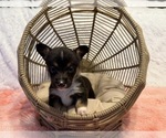 Puppy Nala American Corgi