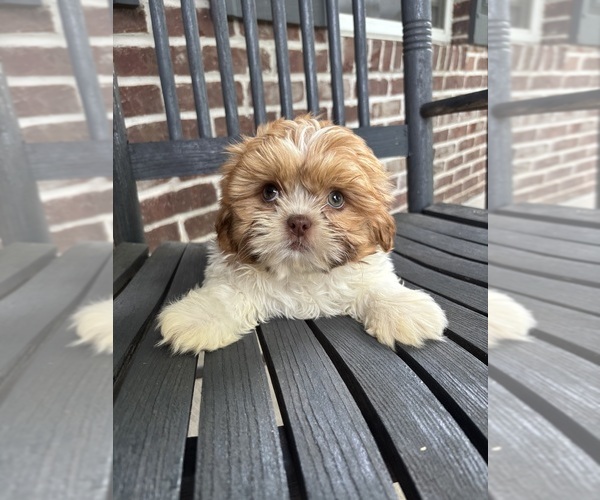 Medium Photo #5 Shih Tzu Puppy For Sale in INDIANAPOLIS, IN, USA