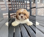 Small #4 Shih Tzu
