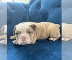 Small #6 English Bulldog