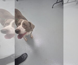 Labrador Retriever-Unknown Mix Dogs for adoption in St. Cloud, FL, USA