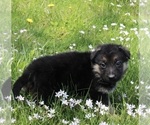 Small Photo #5 German Shepherd Dog Puppy For Sale in FREDERICKSBURG, OH, USA