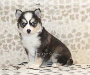 Pomsky Puppy for sale in DENVER, PA, USA