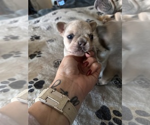 French Bulldog Puppy for sale in EASTON, PA, USA
